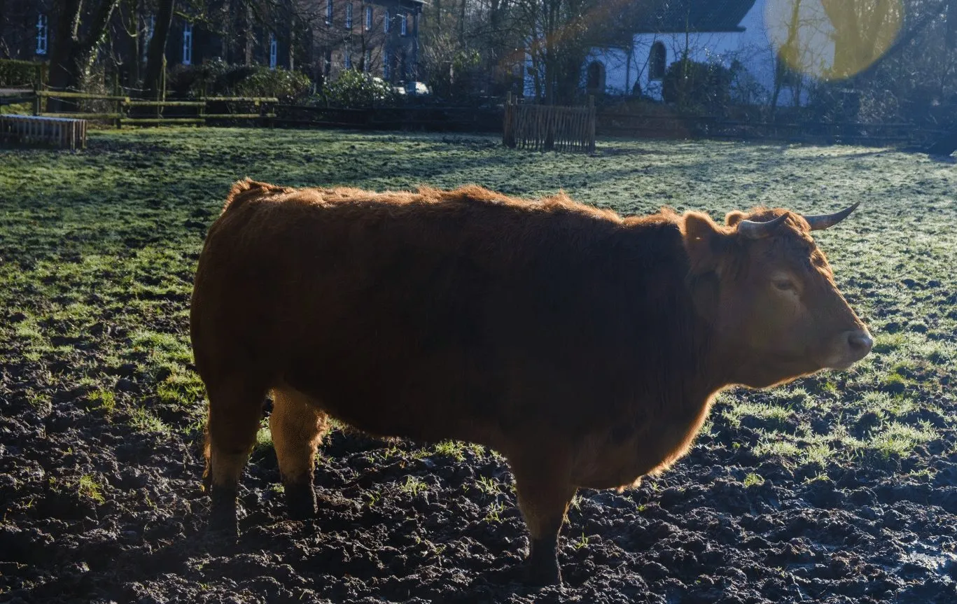 Rind auf der Weide des Kinderbauernhofs Neuss