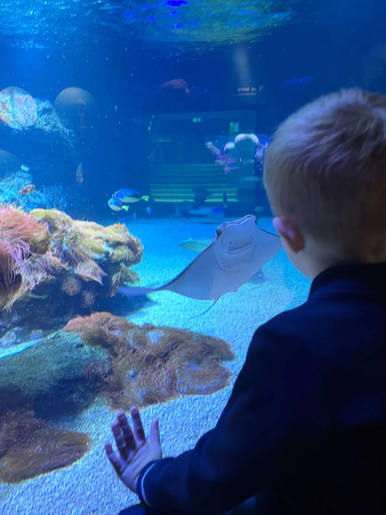 Kind vor einem großen Aquarium