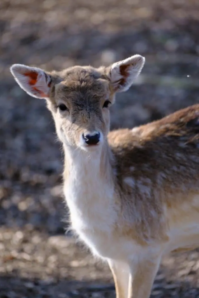 Damwild im Waldgehege