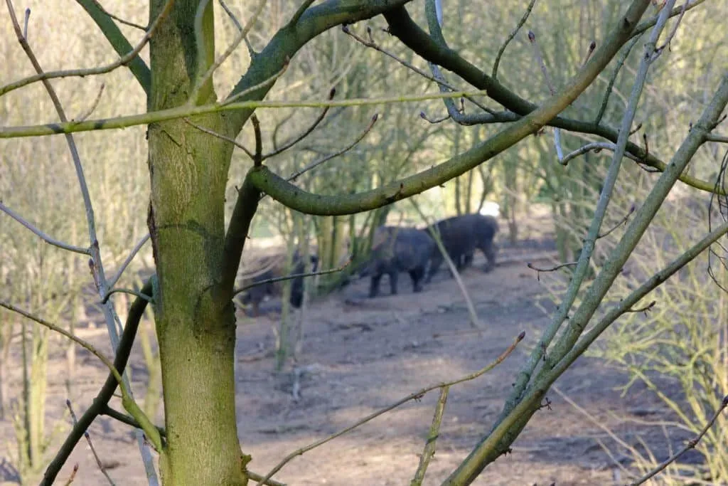 Wildschweine mit Frischlingen