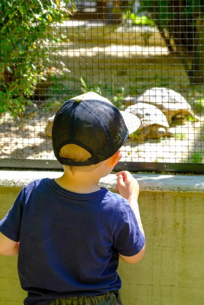 Kind beobachtet Schildkröten im Gehege